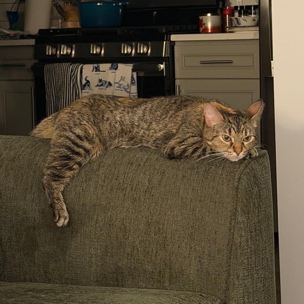 Longfield, Adoptable, Senior Female Domestic Short Hair.