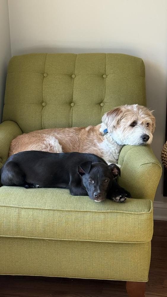 Enlarge Sergeant (Chain of Command Litter), a Adoptable mixed breed in New Albany, OH image 1/5