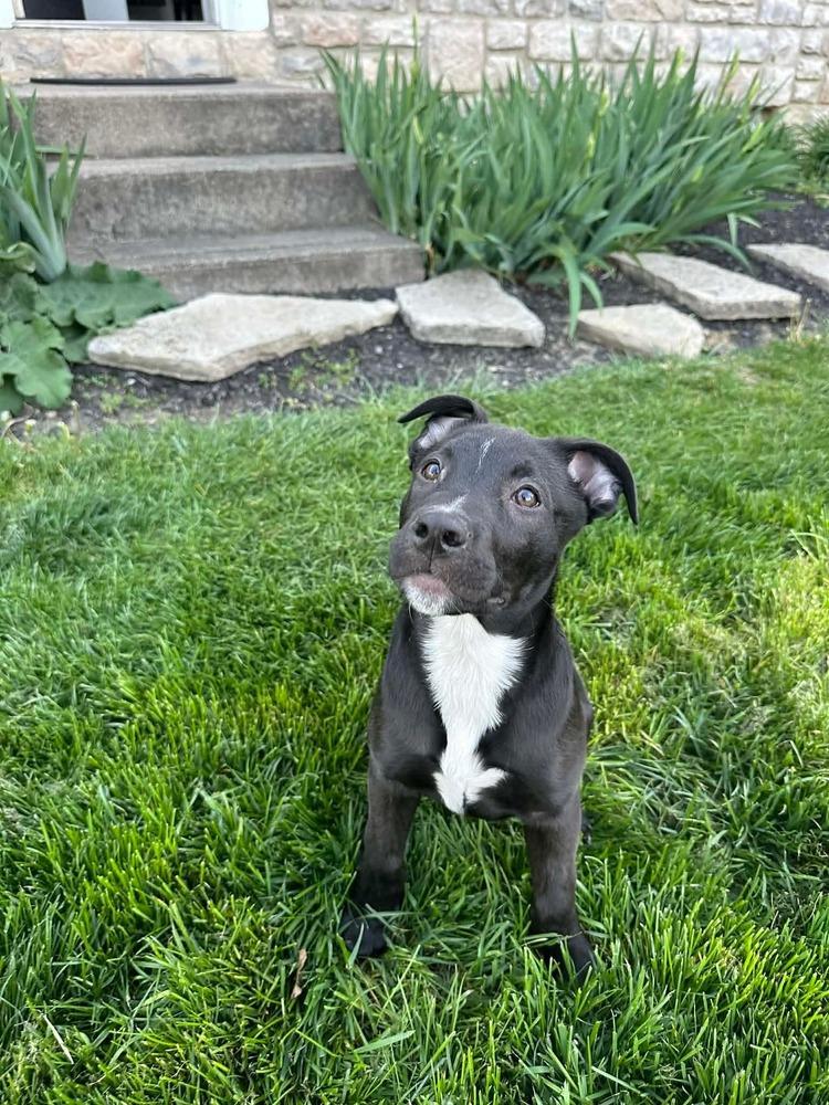 Enlarge Sergeant (Chain of Command Litter), a Adoptable mixed breed in New Albany, OH image 2/5