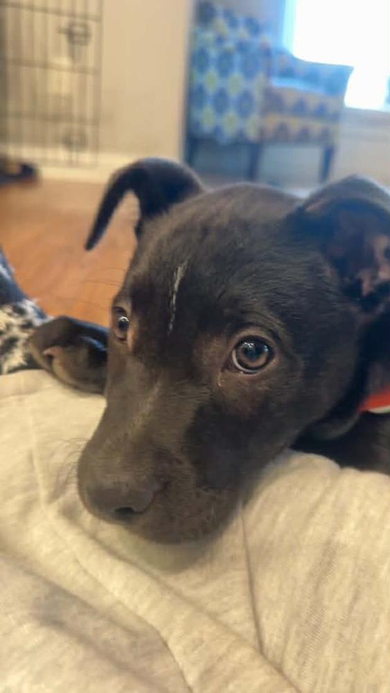 Enlarge Sergeant (Chain of Command Litter), a Adoptable mixed breed in New Albany, OH image 3/5