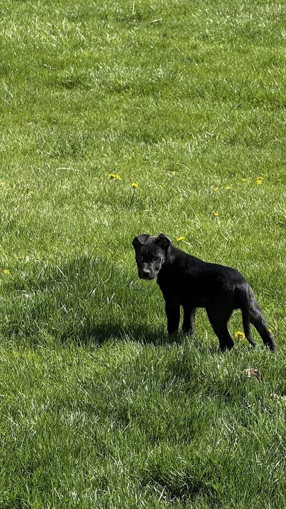 Enlarge Sergeant (Chain of Command Litter), a Adoptable mixed breed in New Albany, OH image 4/5