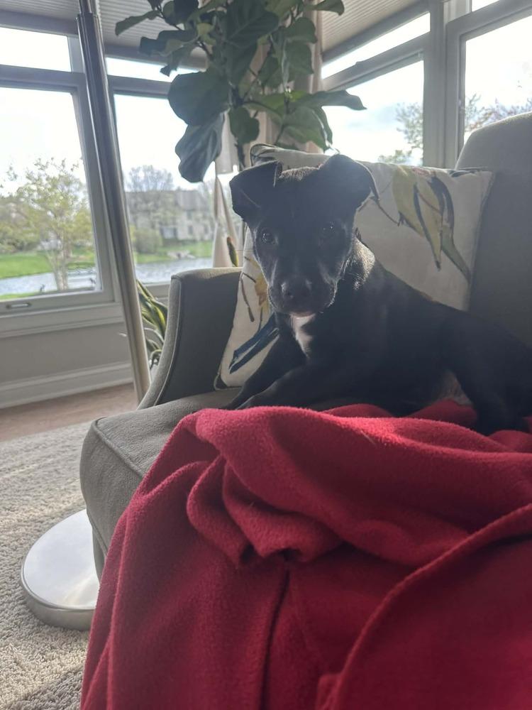 Enlarge Sergeant (Chain of Command Litter), a Adoptable mixed breed in New Albany, OH image 5/5