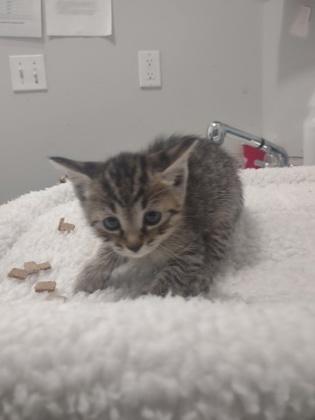 Enlarge Kibble, a Adoptable Domestic Short Hair in Port Saint Joe, FL image 1/1