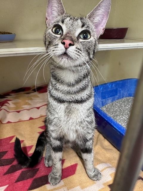 Yzma, Adoptable, Young Female Domestic Short Hair.