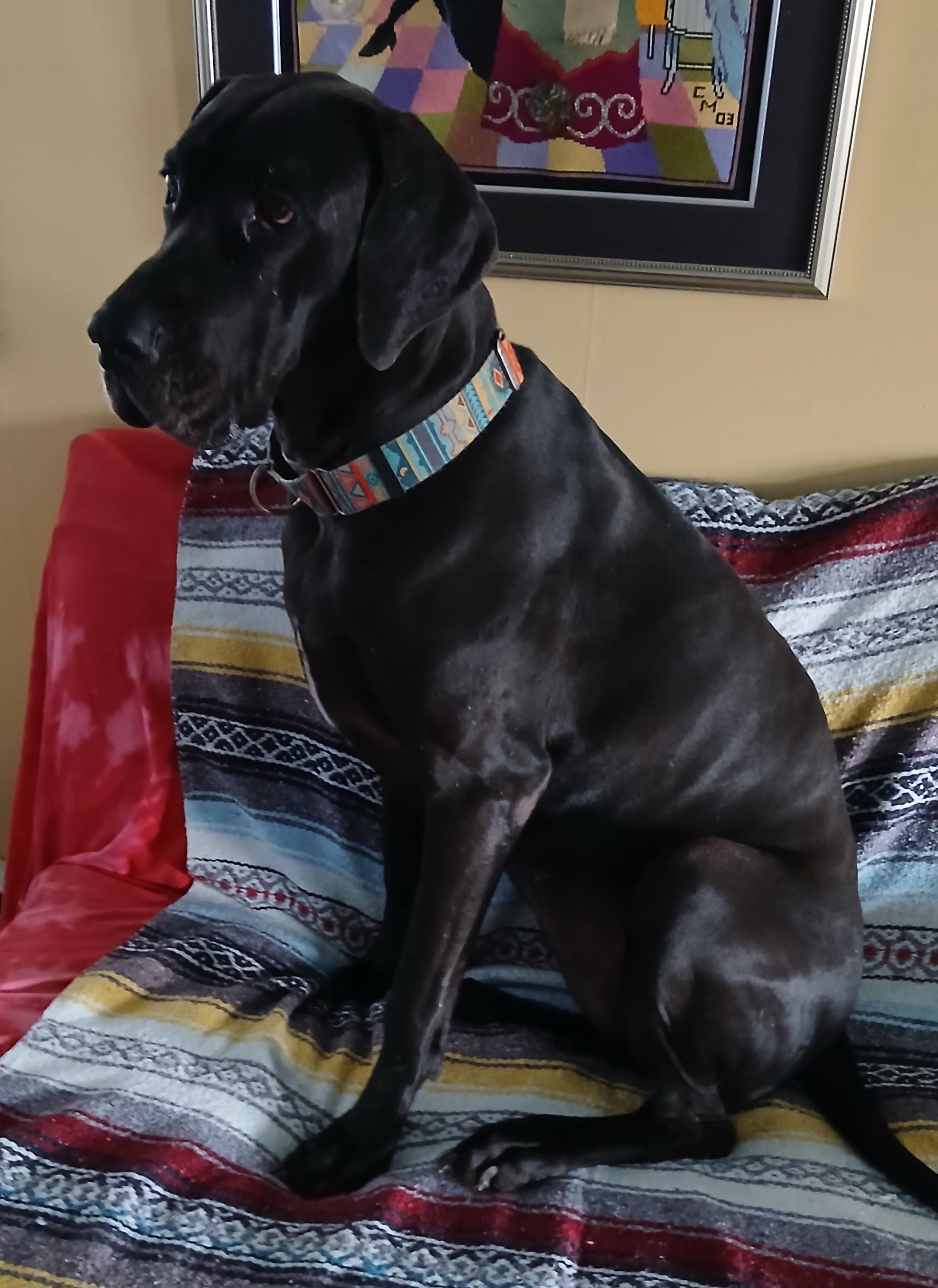 Enlarge Gracie, a ADOPTABLE Great Dane in Gardiner, NY image 2/5