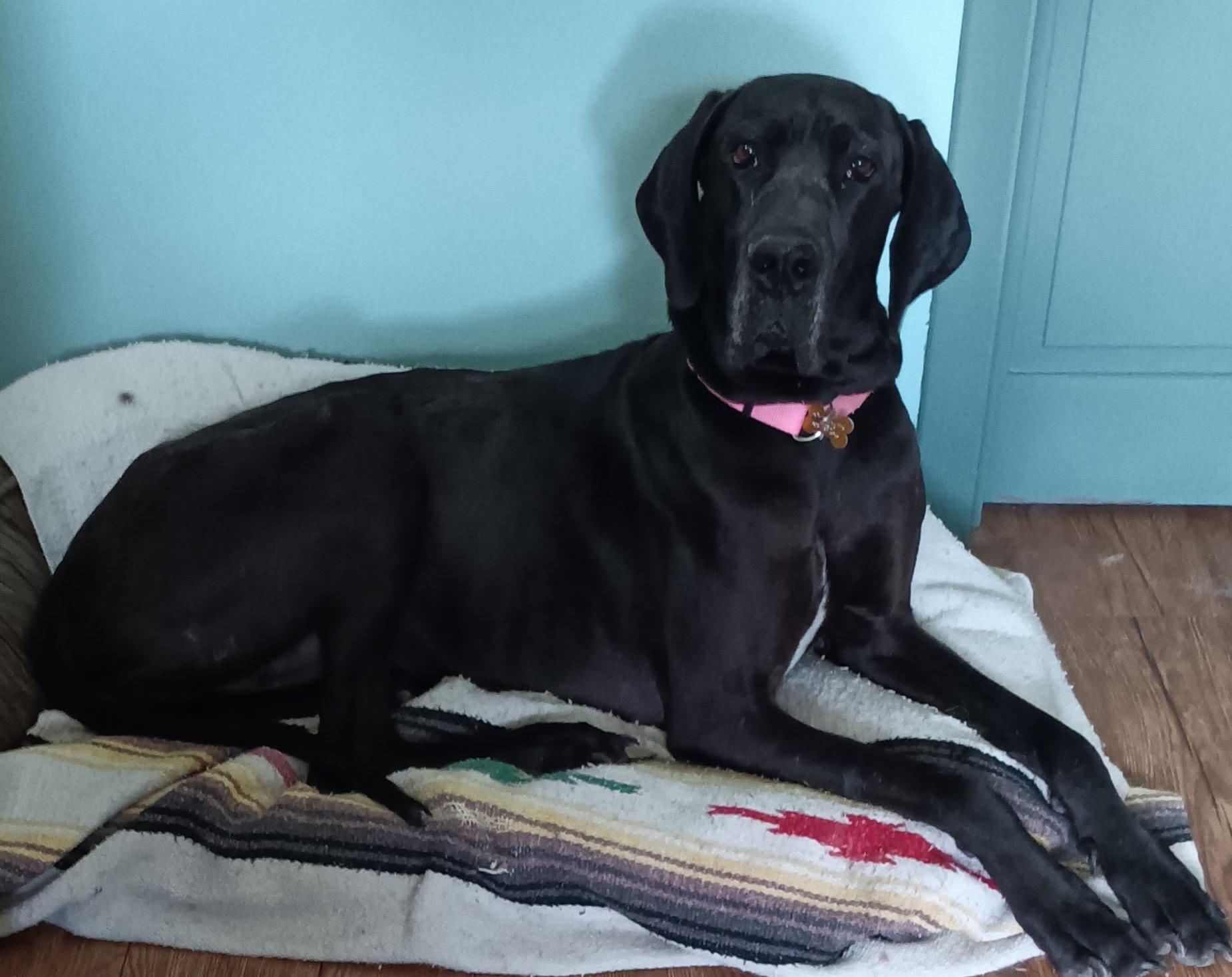 Enlarge Gracie, a ADOPTABLE Great Dane in Gardiner, NY image 3/5