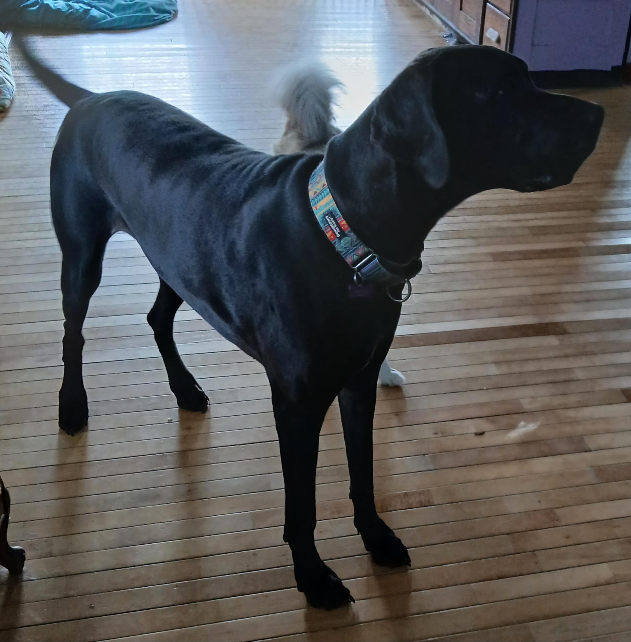 Enlarge Gracie, a ADOPTABLE Great Dane in Gardiner, NY image 5/5