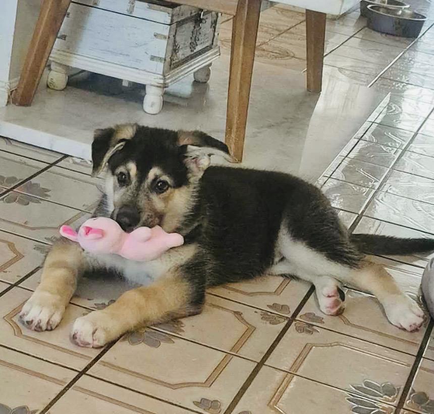 Bear, adopted, Puppy Female German Shepherd Dog & Siberian Husky.
