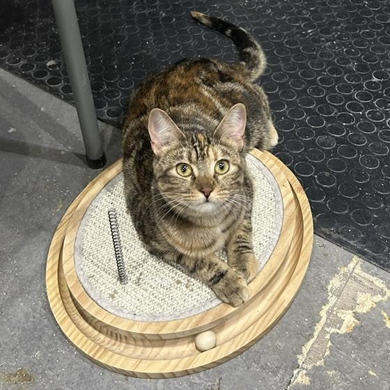 Enlarge Brooklyn, an adoptable Domestic Short Hair in Devils Lake, ND image 2/2