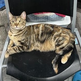 Brooklyn, adoptable, Young Female Domestic Short Hair.