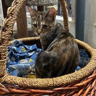 Brooklyn, an adoptable Domestic Short Hair in Devils Lake, ND, 58301 | Photo Image 1