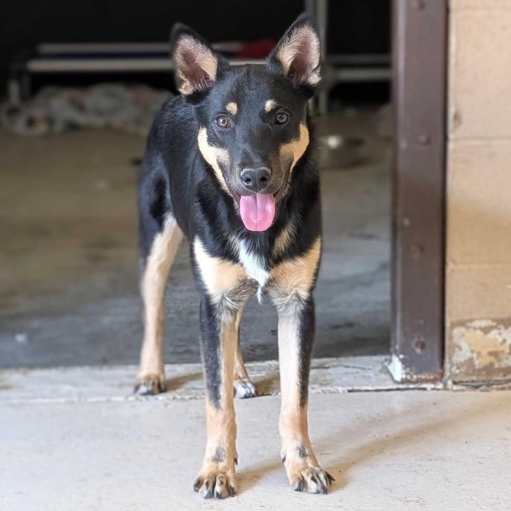 Kiwi, Adoptable, Young Male Shepherd.