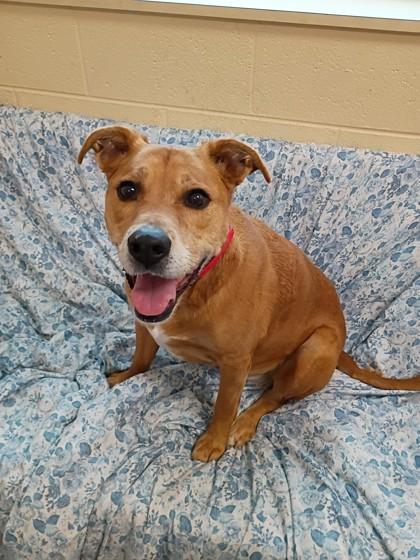 Diamond, Adoptable, Senior Female Labrador Retriever & Mixed Breed.