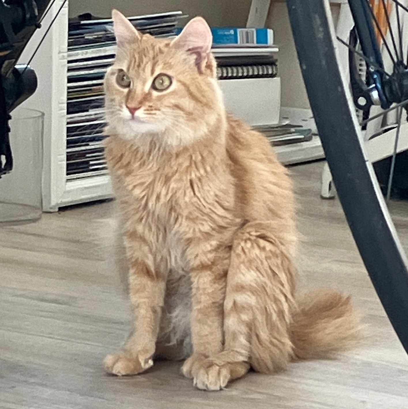 Saffron photo 2