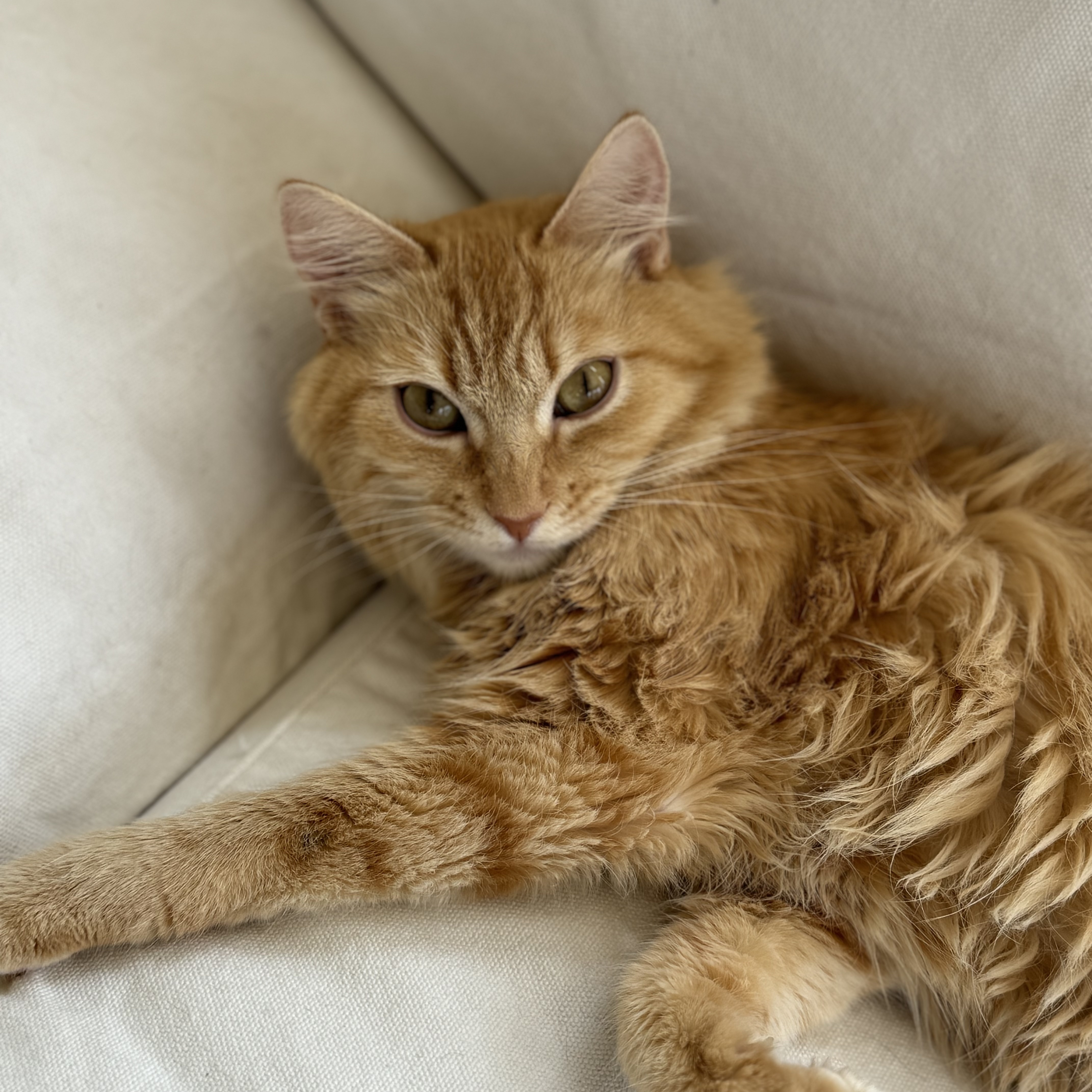 Saffron photo 3