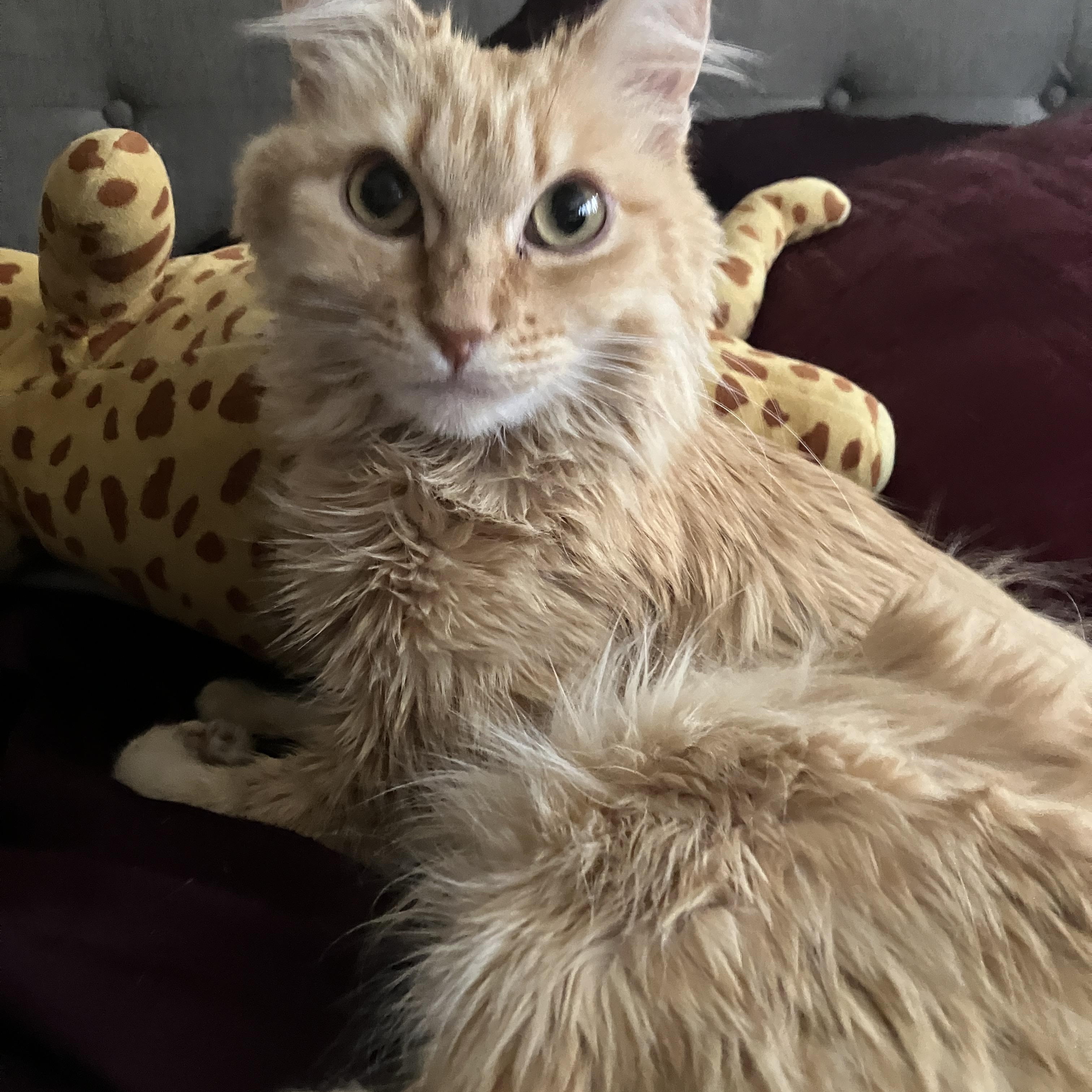 Saffron, Adult Female Domestic Medium Hair