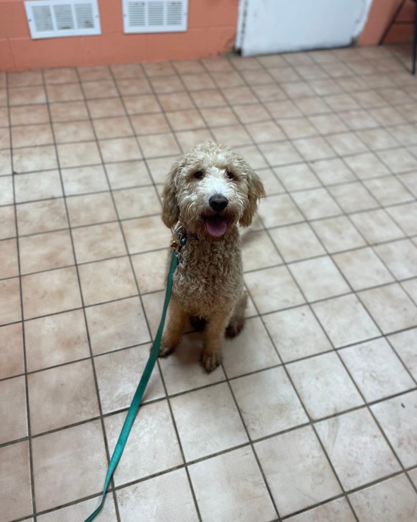 Nyla, Adoptable, Young Female Mixed Breed.