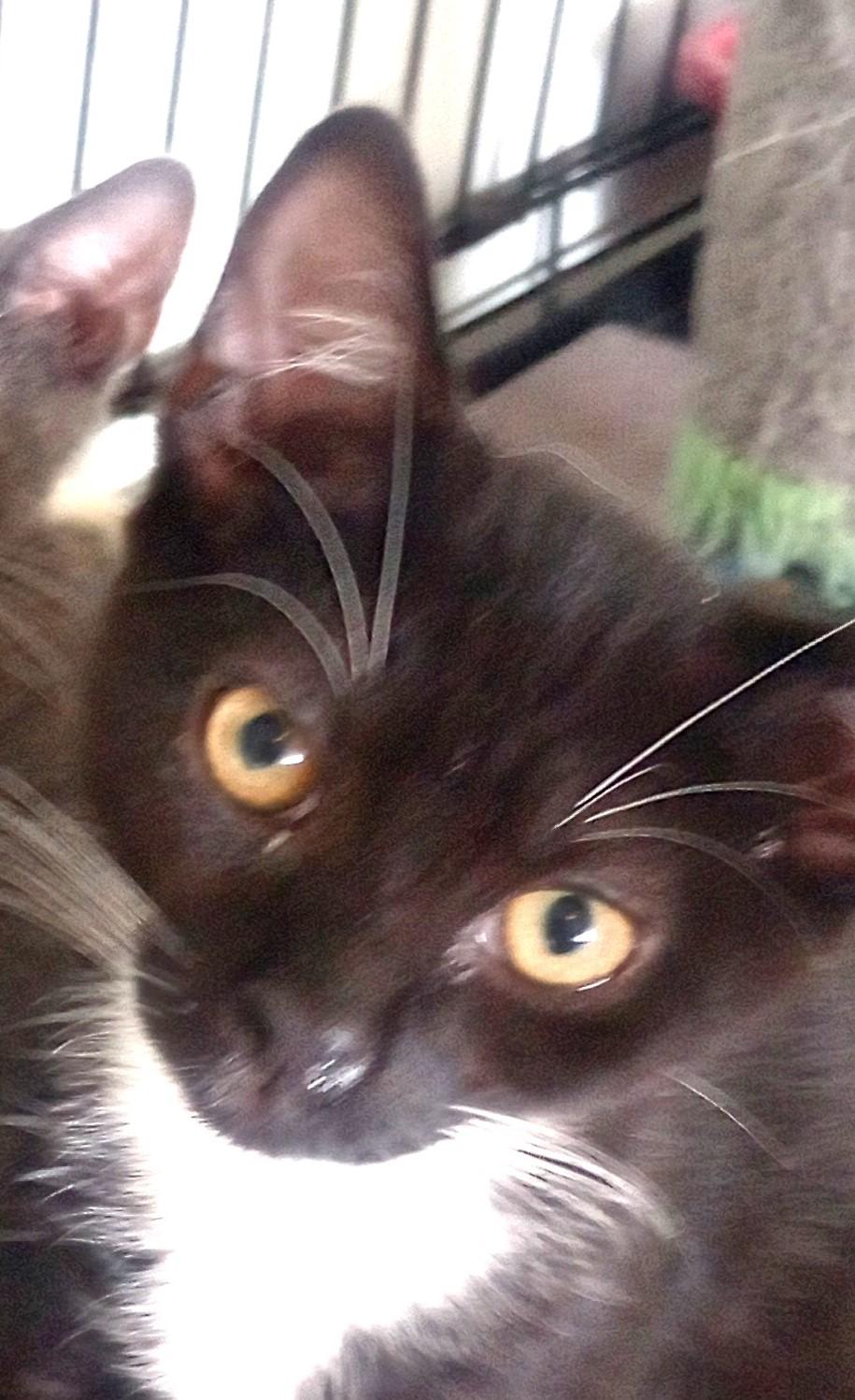 Enlarge Binx, a Adoptable Domestic Short Hair in Santa Rosa, CA image 3/3