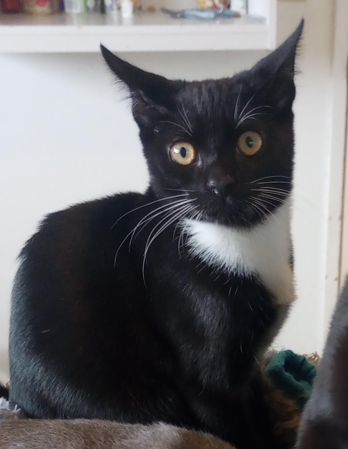 Binx, Adoptable, Young Male Domestic Short Hair.