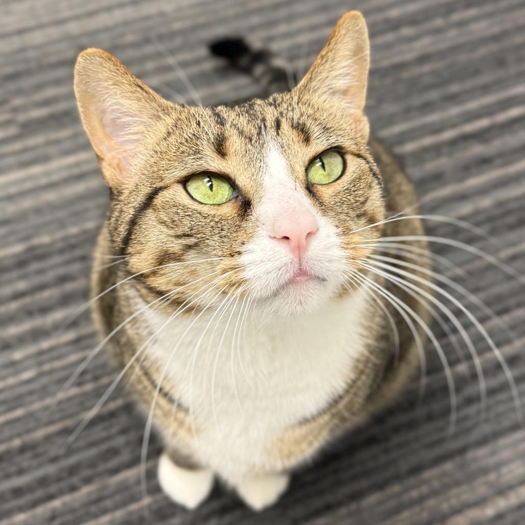 Zahra, Adoptable, Adult Female Domestic Short Hair.