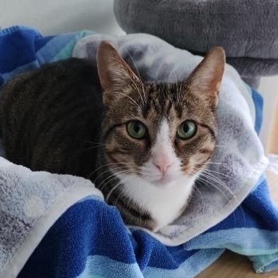 Enlarge Zahra, a Adoptable Domestic Short Hair in Cumming, GA image 2/6