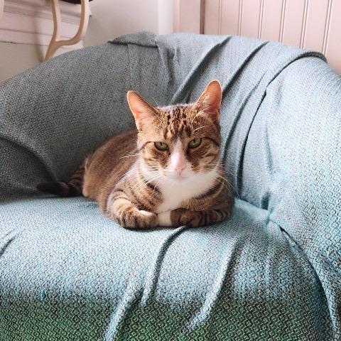 Enlarge Zahra, a Adoptable Domestic Short Hair in Cumming, GA image 3/6