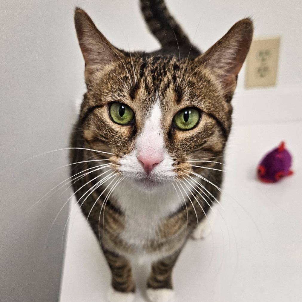 Enlarge Zahra, a Adoptable Domestic Short Hair in Cumming, GA image 1/2