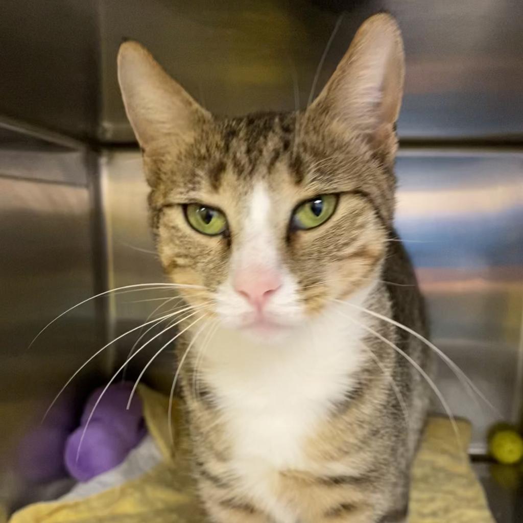 Enlarge Zahra, a Adoptable Domestic Short Hair in Cumming, GA image 2/2