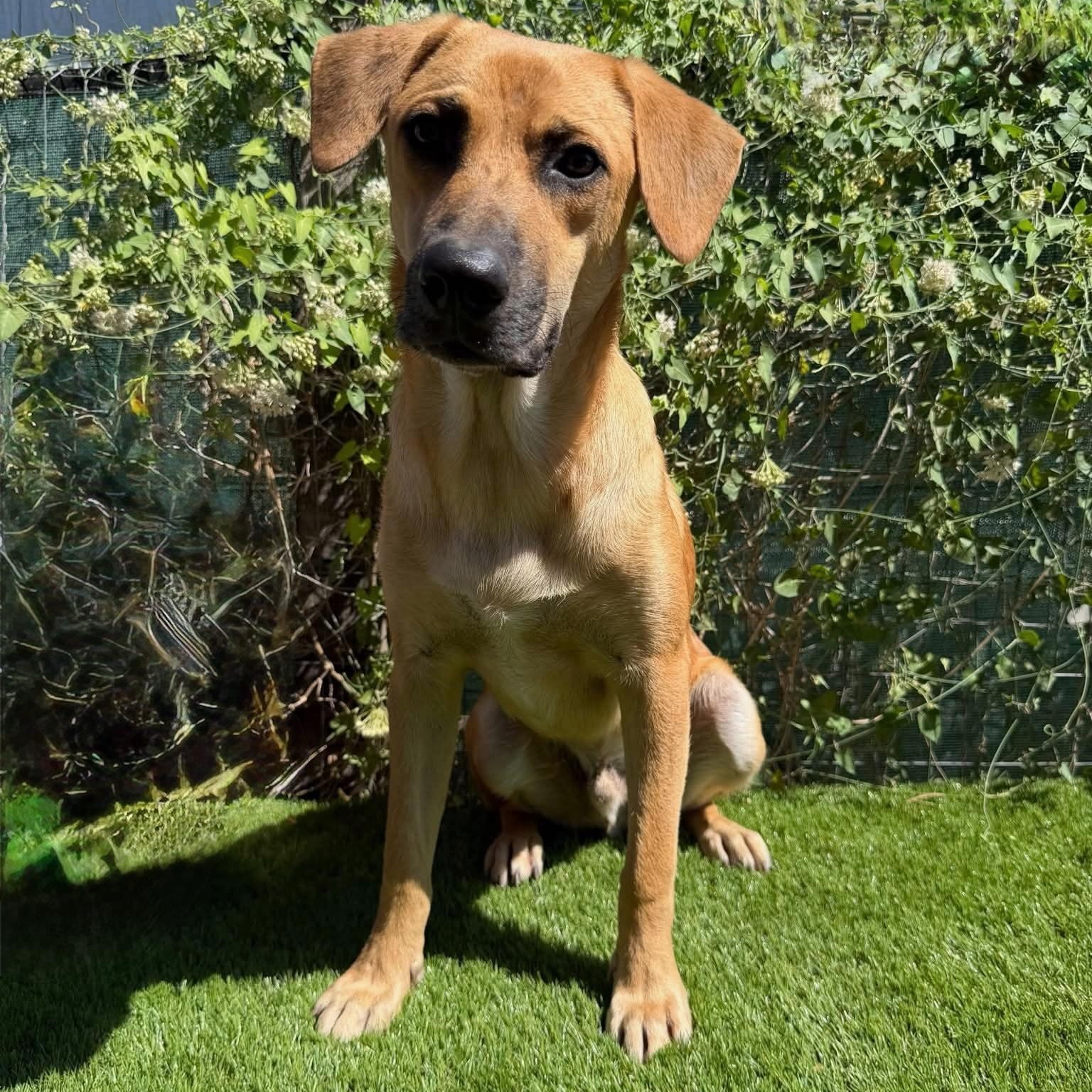 Enlarge Tommy Lee, a Adoptable Black Mouth Cur in Minneapolis , MN image 1/1