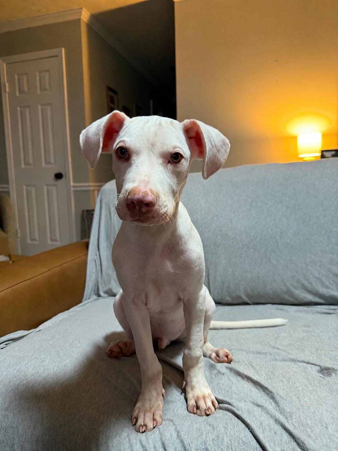 Neyland, a ADOPTABLE mixed breed in Jackson, TN image 3/5