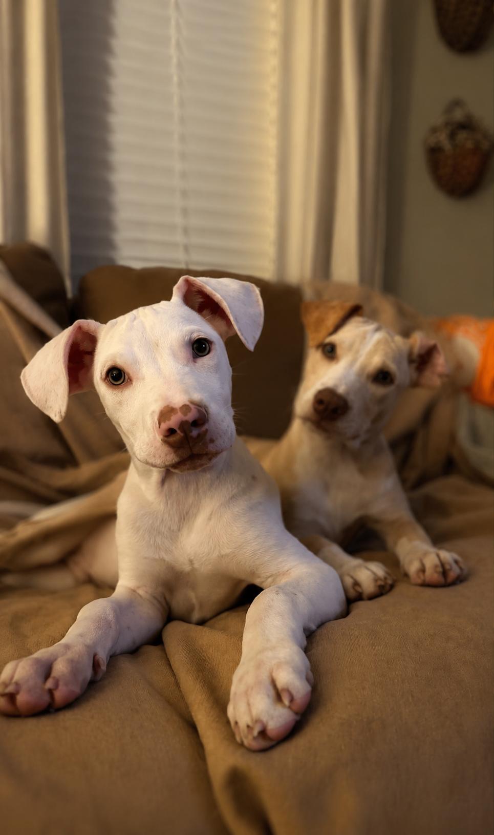 Neyland, a ADOPTABLE mixed breed in Jackson, TN image 5/5