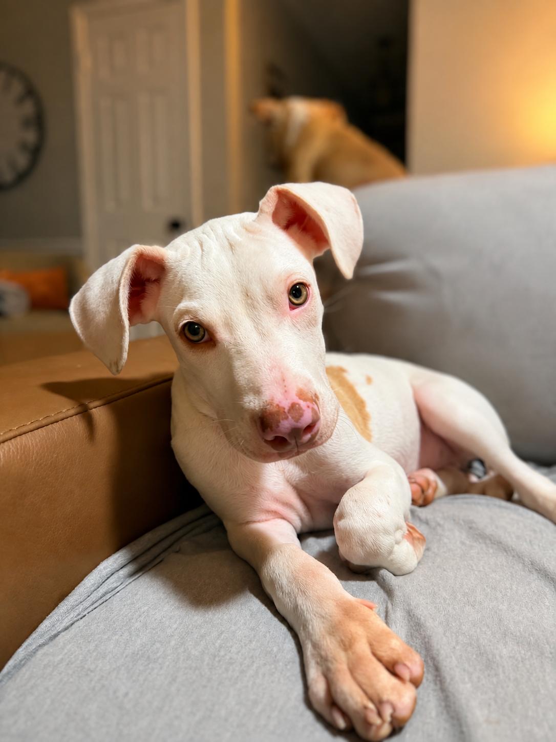 Neyland, a ADOPTABLE mixed breed in Jackson, TN image 4/5