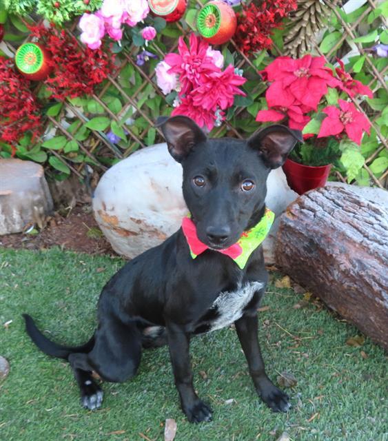 Enlarge MIDNIGHT, a Adoptable mixed breed in Oklahoma City, OK image 1/1