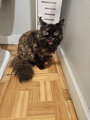Enlarge Bubbles, an adoptable Domestic Long Hair in Plano, TX image 3/3