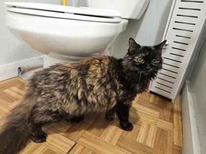 Enlarge Bubbles, an adoptable Domestic Long Hair in Plano, TX image 2/3