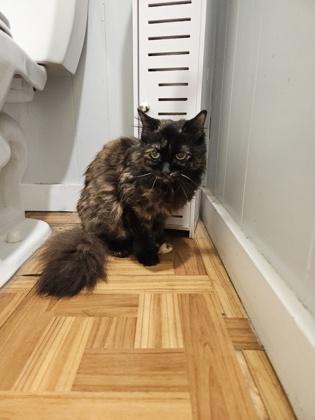 Bubbles, adoptable, Senior Female Domestic Long Hair.