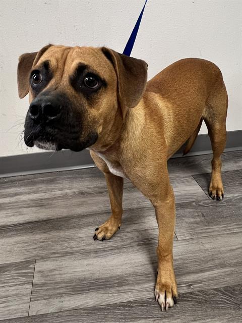 ROLO, Adoptable, Young Male Boxer & Mixed Breed.