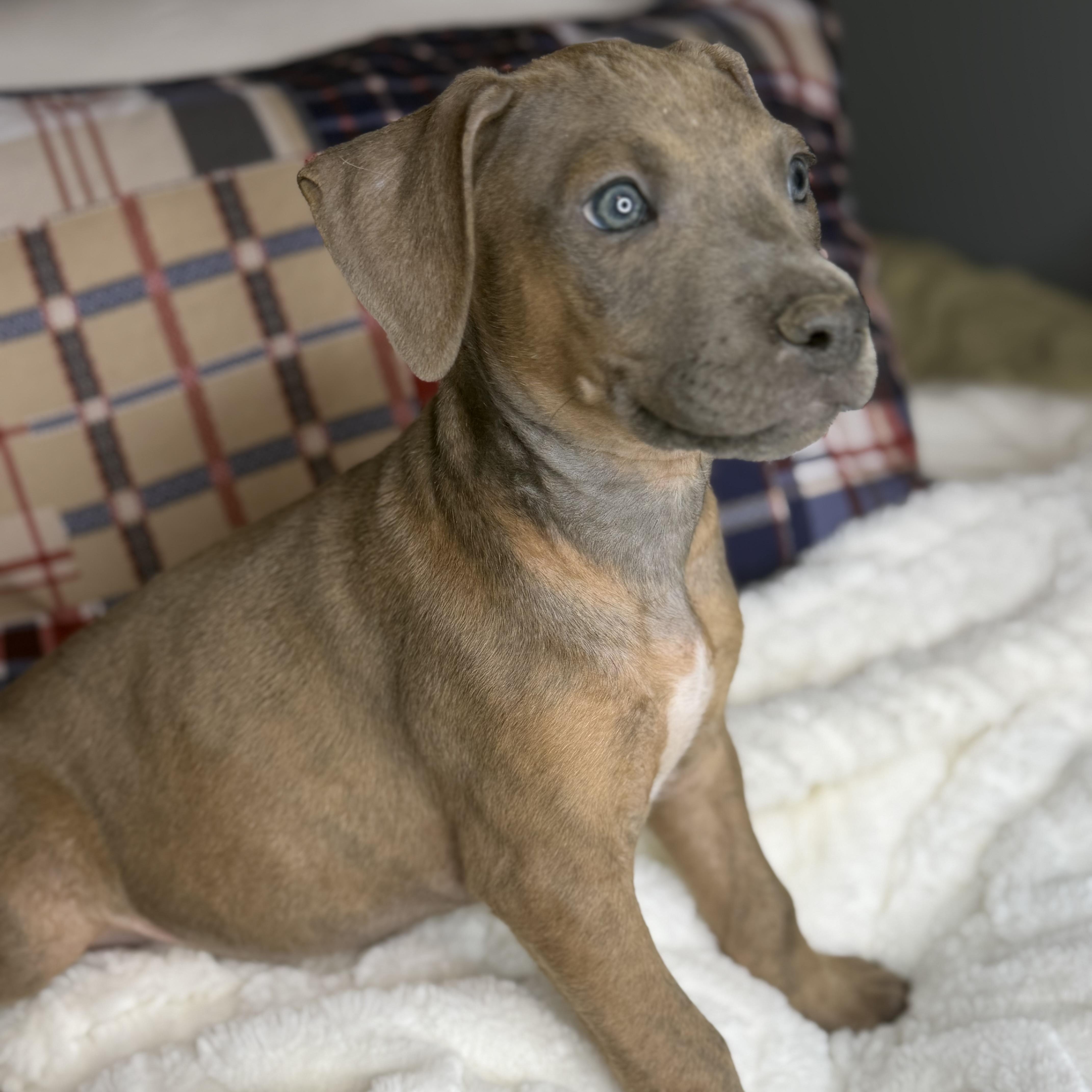 Enlarge Benny, an adopted mixed breed in Bloomington, IL image 5/5