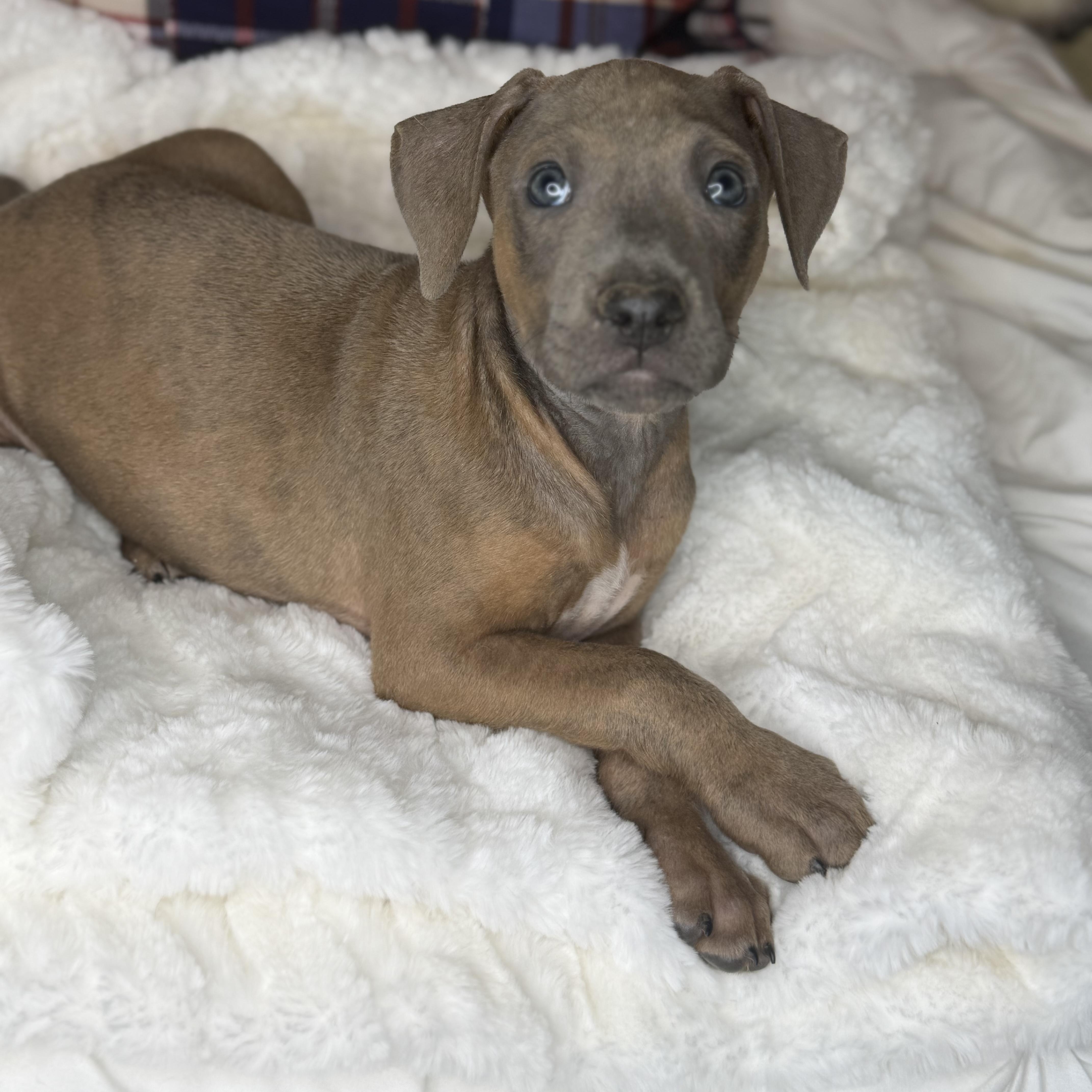 Enlarge Benny, an adopted mixed breed in Bloomington, IL image 3/5