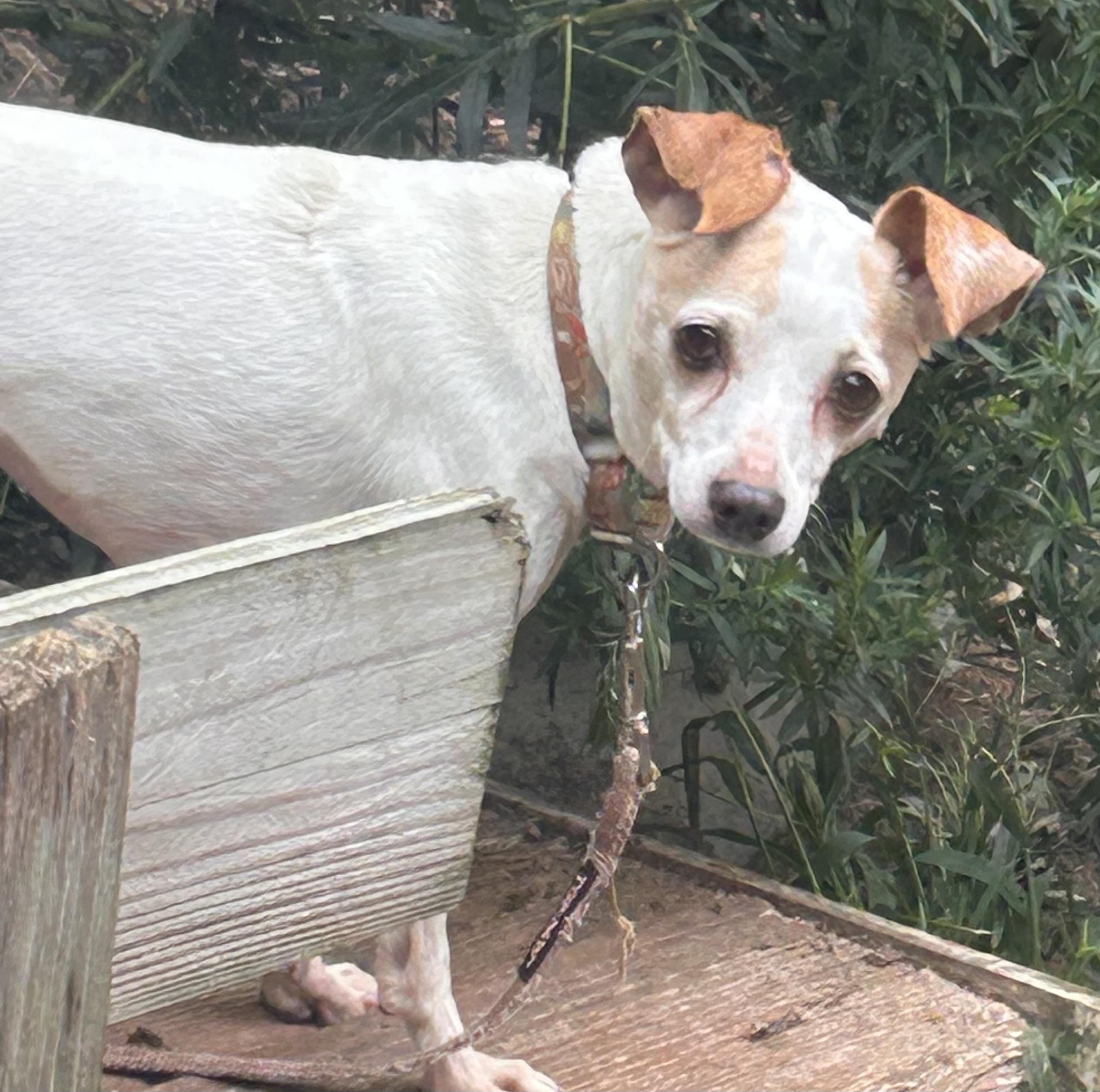 Reba-LOVES DOGS NOT PEOPLE, Adoptable, Adult Female Jack Russell Terrier & Toy Fox Terrier.