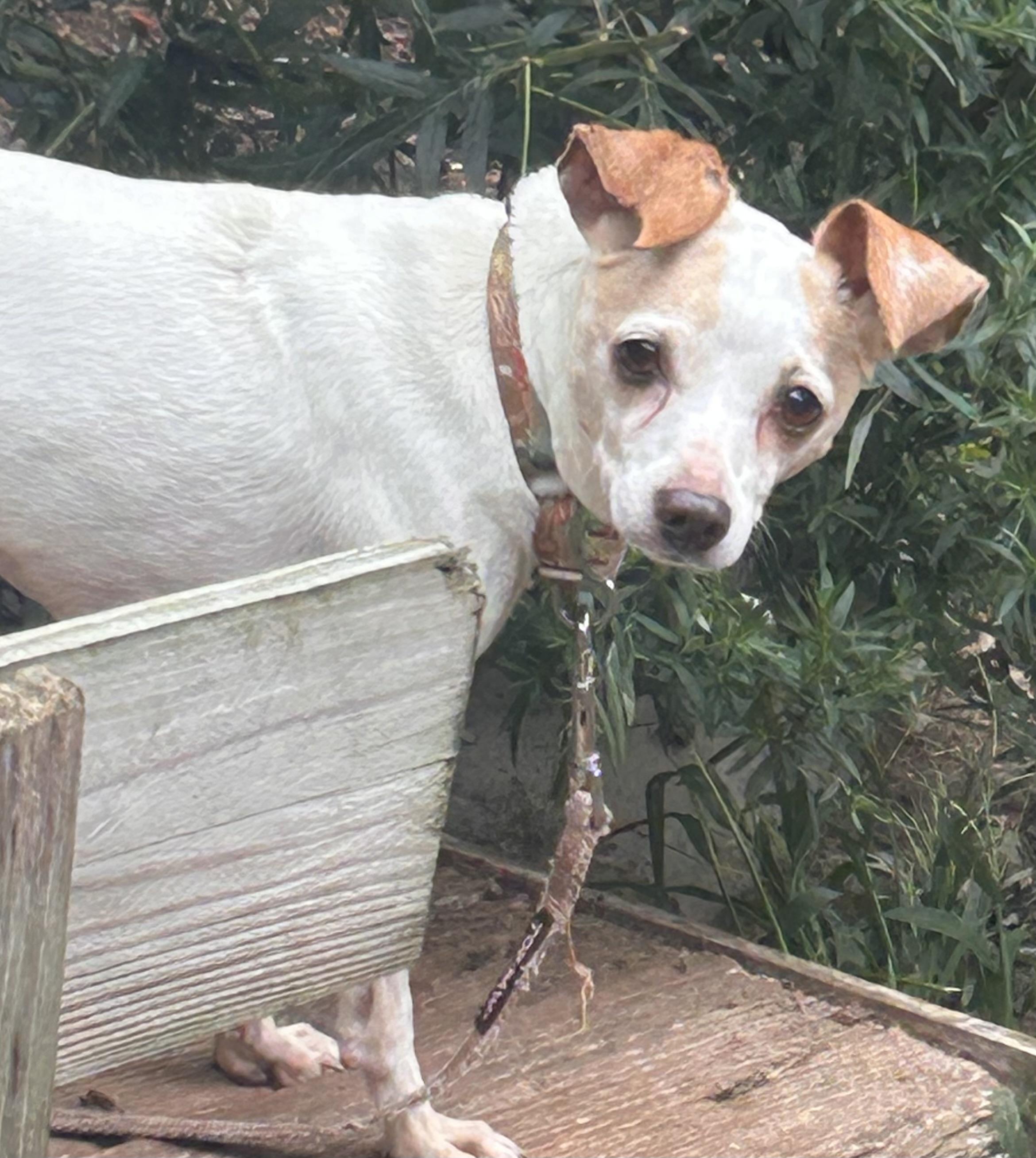 Enlarge Reba-LOVES DOGS NOT PEOPLE, a Adoptable mixed breed in Oak Ridge, NJ image 2/5