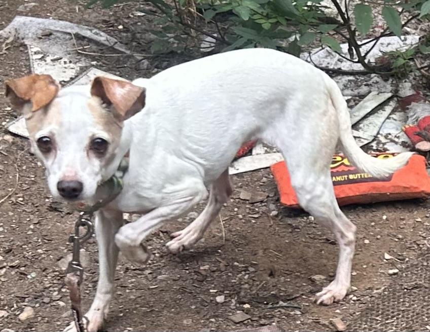 Enlarge Reba-LOVES DOGS NOT PEOPLE, a Adoptable mixed breed in Oak Ridge, NJ image 4/5