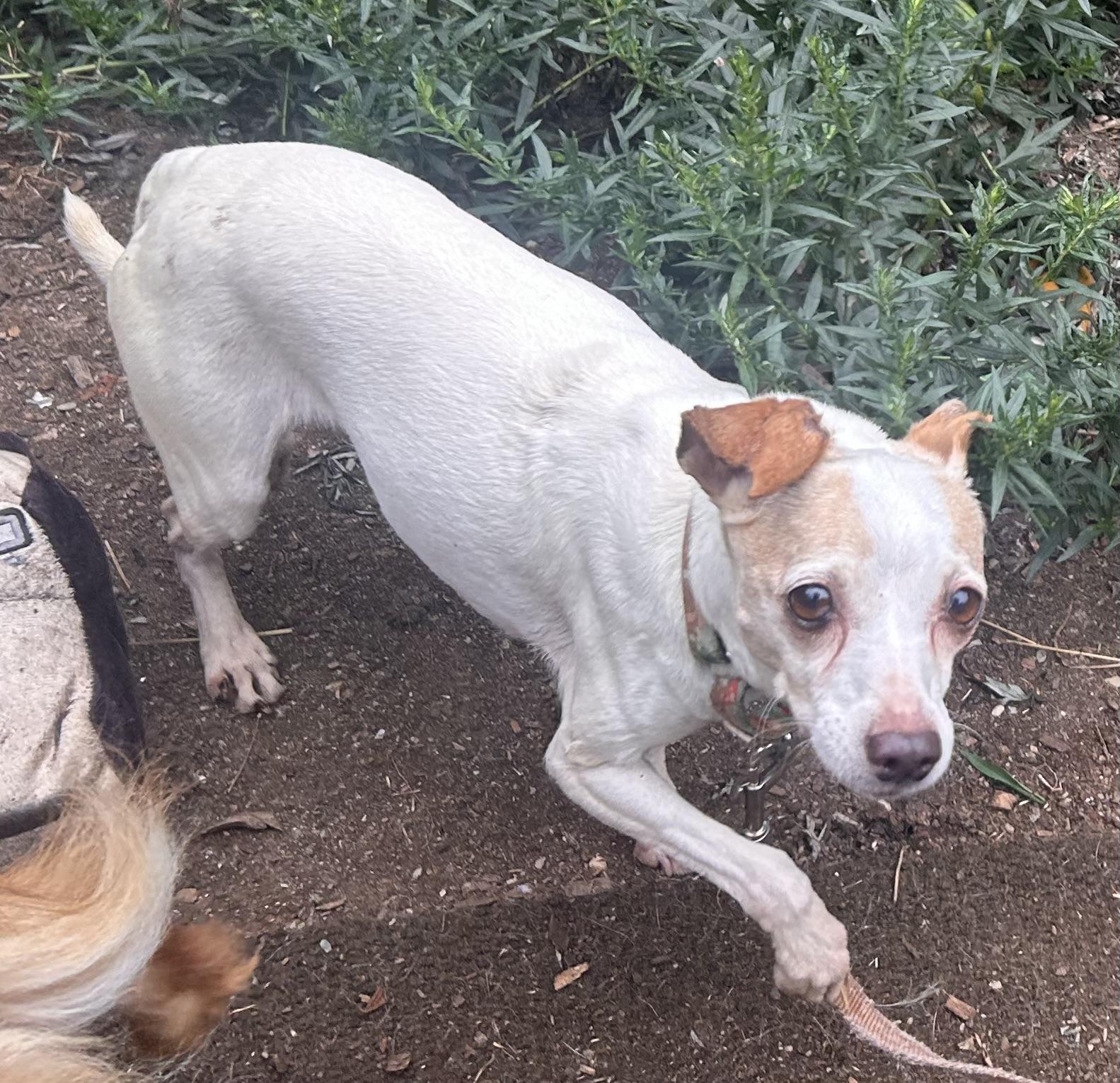 Enlarge Reba-LOVES DOGS NOT PEOPLE, a Adoptable mixed breed in Oak Ridge, NJ image 5/5