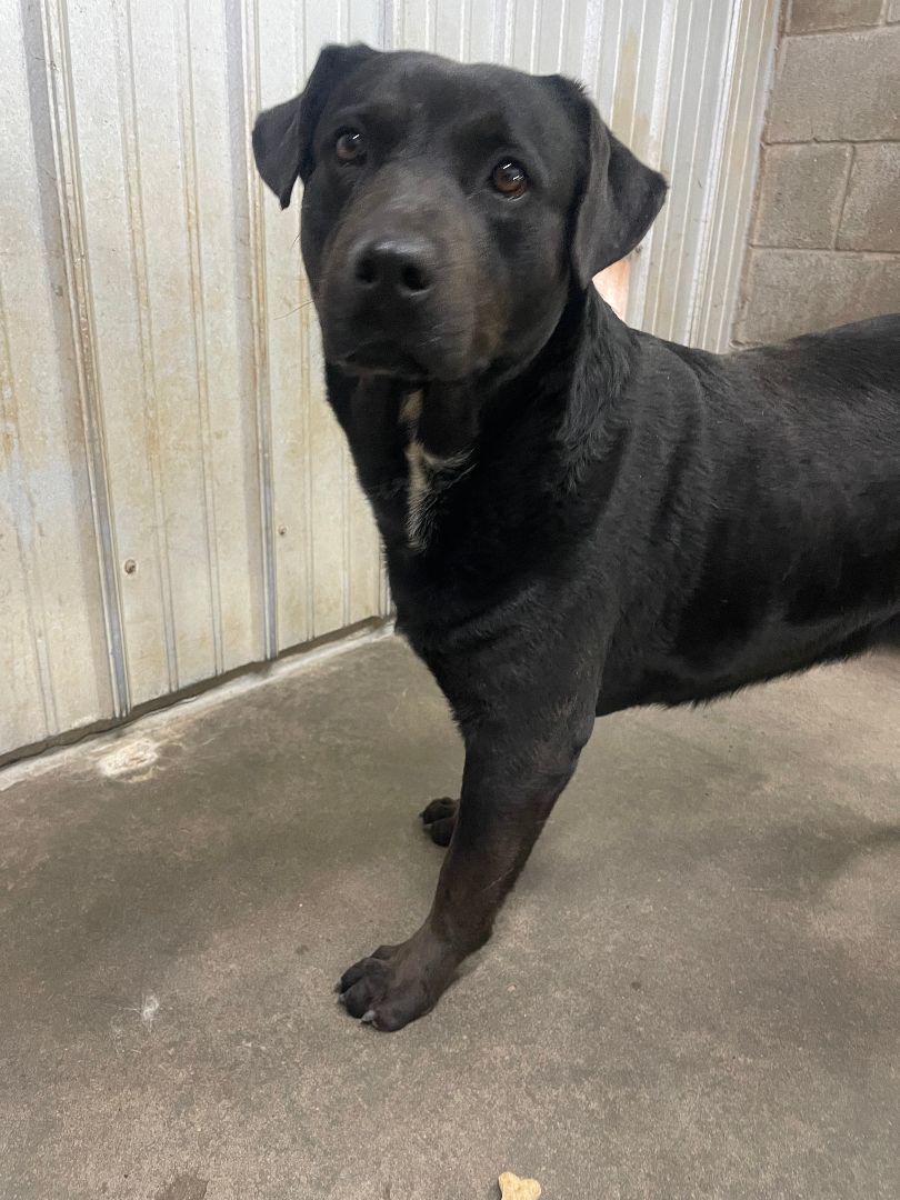 Shane, Adult Male Black Labrador Retriever