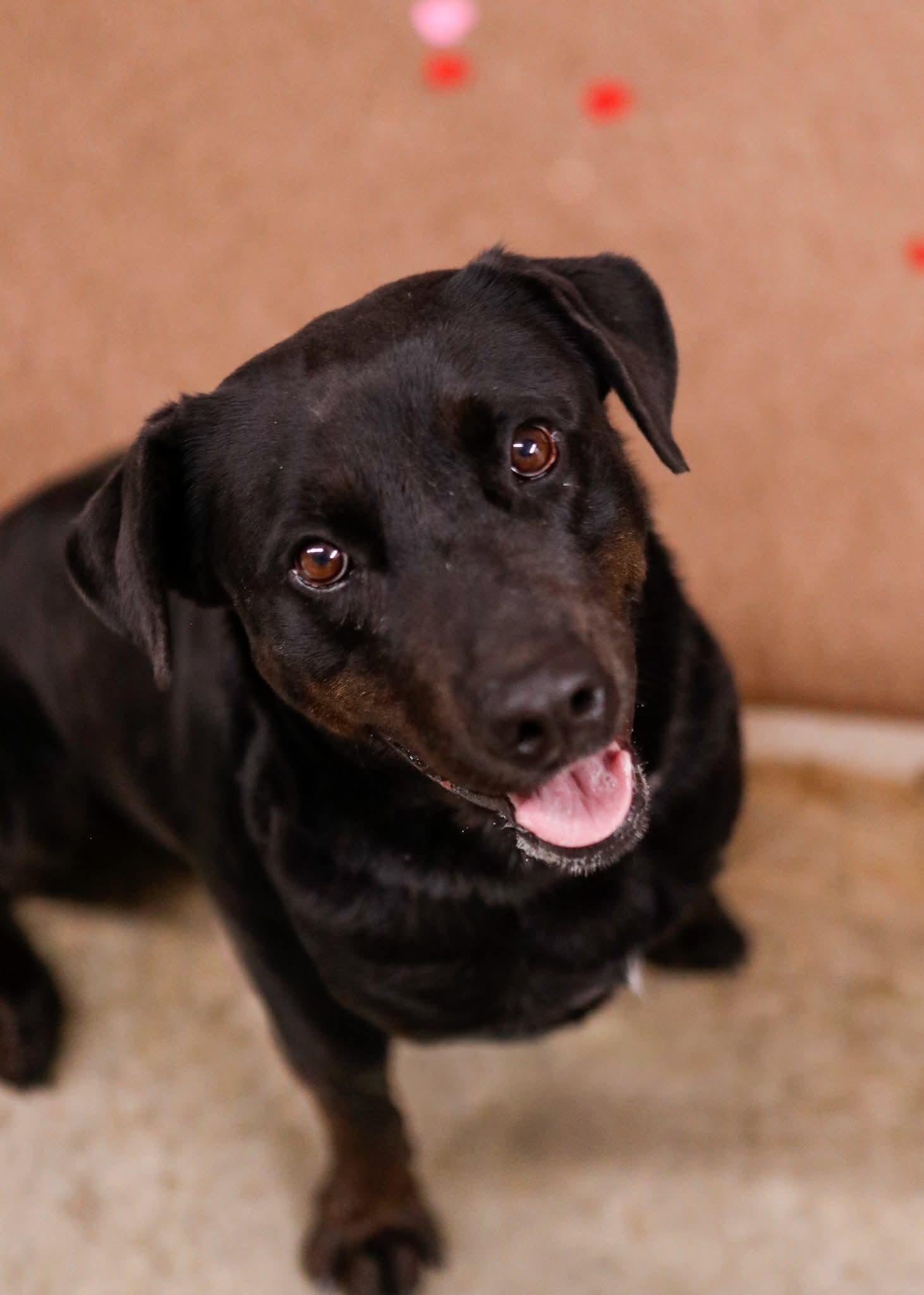 Enlarge Shane, a Adoptable mixed breed in Tahlequah, OK image 1/6