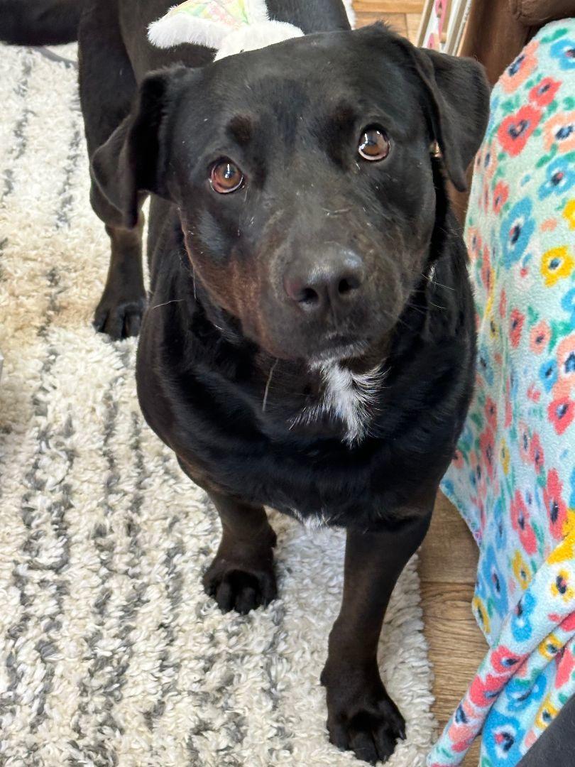 Enlarge Shane, a Adoptable mixed breed in Tahlequah, OK image 3/6