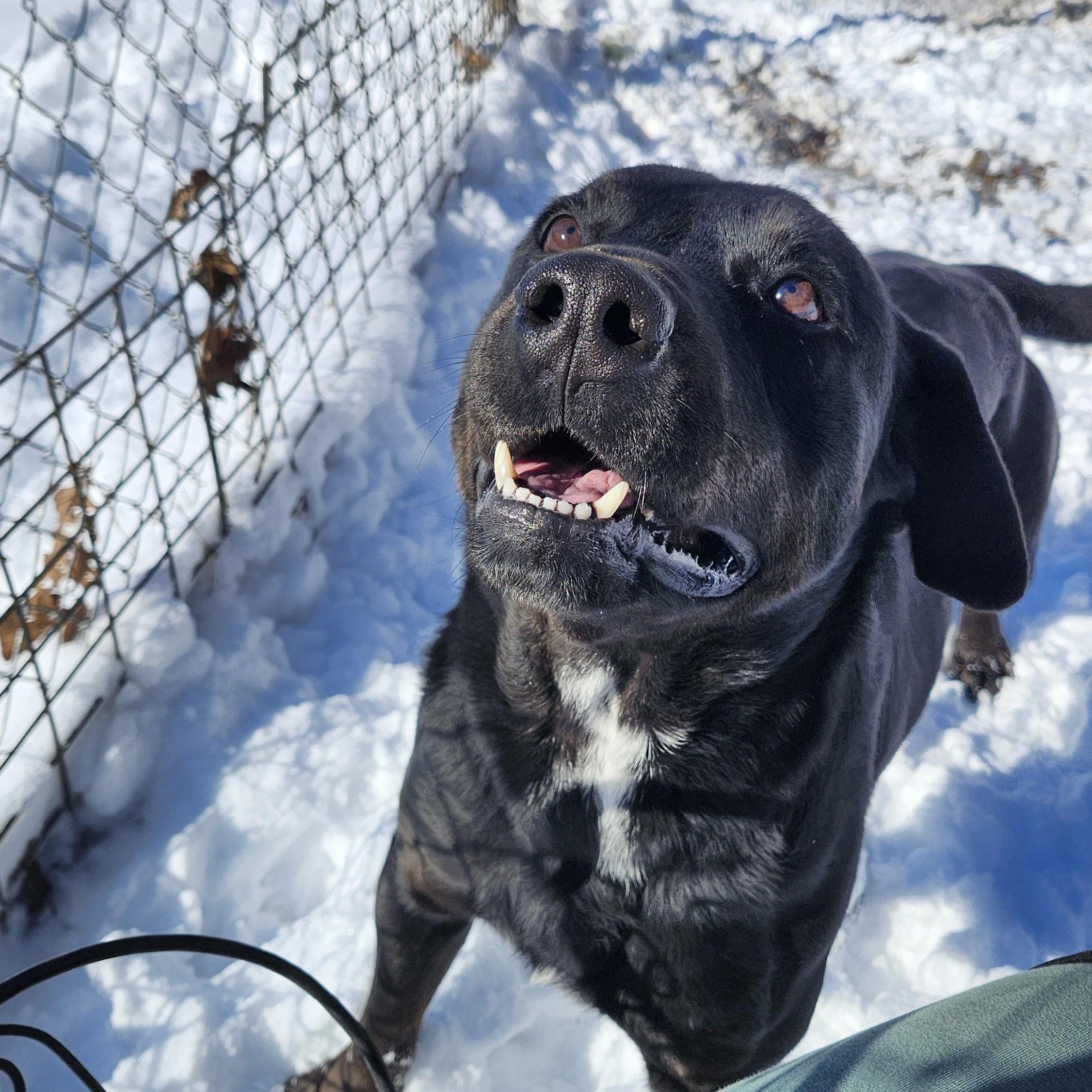 Enlarge Shane, a Adoptable mixed breed in Tahlequah, OK image 4/6