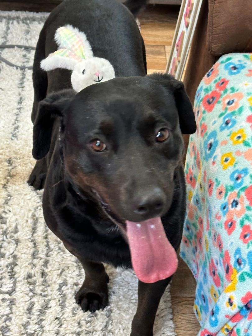 Shane, a Adoptable mixed breed in Tahlequah, OK image 3/6