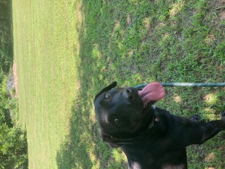 Shane, a Adoptable mixed breed in Tahlequah, OK image 4/6