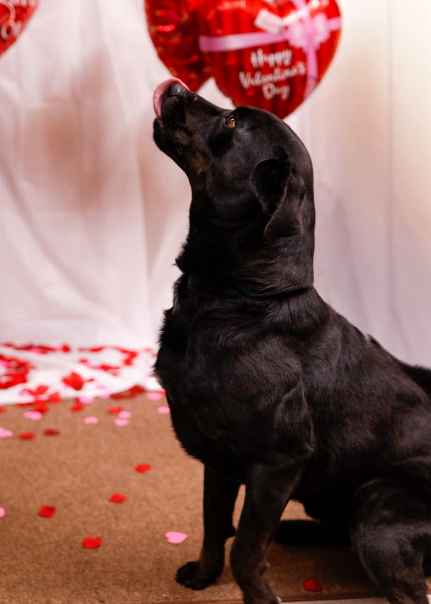 Enlarge Shane, a Adoptable mixed breed in Tahlequah, OK image 2/6